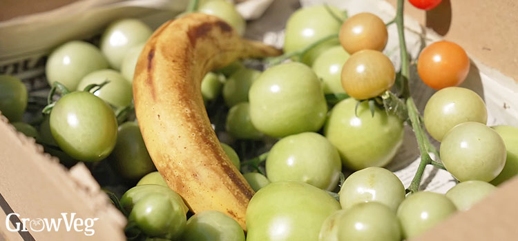 Ripening tomatoes with a banana