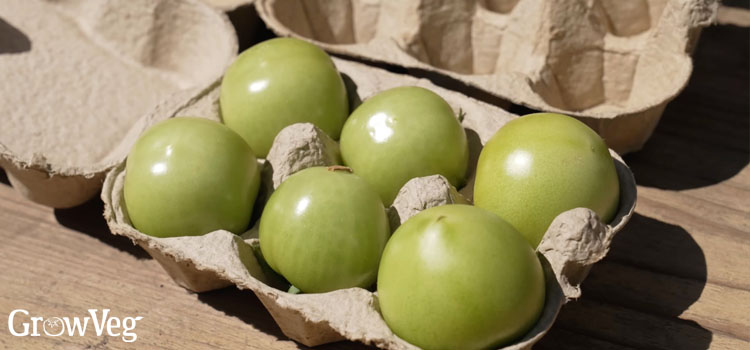 Tomatoes in an eggbox