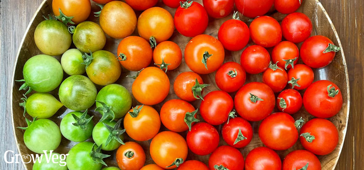 https://gardenplannerwebsites.blob.core.windows.net/blog/ripening-toms-graduation-2x.jpg