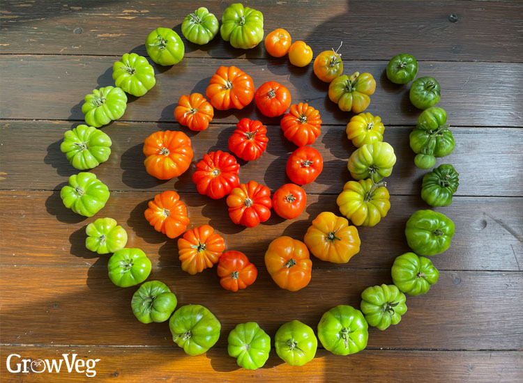Ripening tomatoes in a spiral