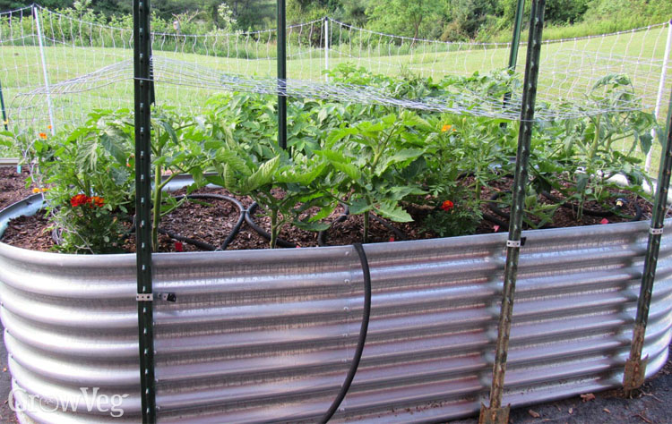 https://gardenplannerwebsites.blob.core.windows.net/blog/root-depth-tomatoes-deep-planter-2x.jpg