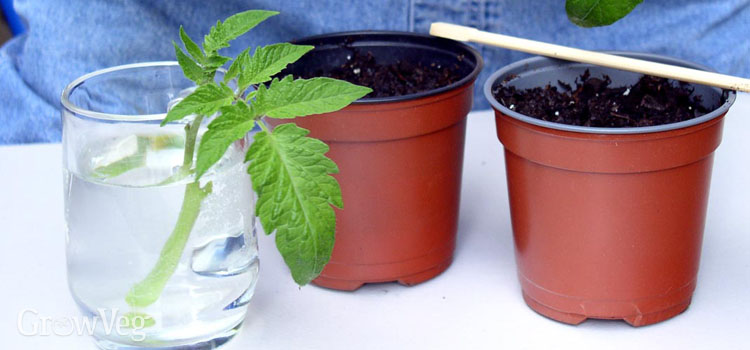 Rooting tomato cuttings