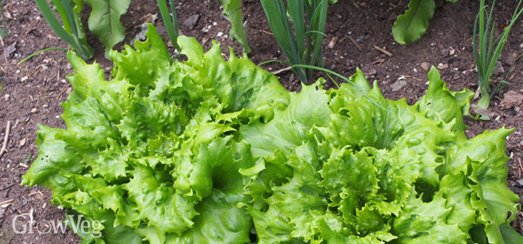 Lettuce and spring onions