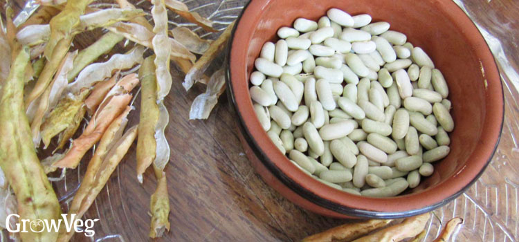 https://gardenplannerwebsites.blob.core.windows.net/blog/seed-saving-mistakes-beans-2x.jpg