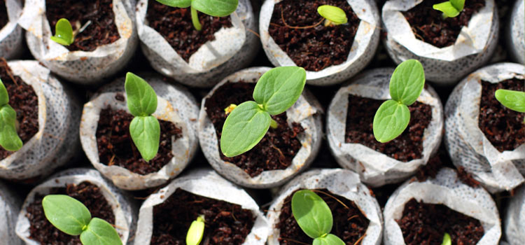 https://gardenplannerwebsites.blob.core.windows.net/blog/seed-starting-masterclass-cucumber-seedlings-2x.jpg