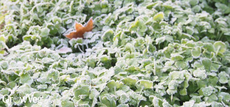 Frosty claytonia