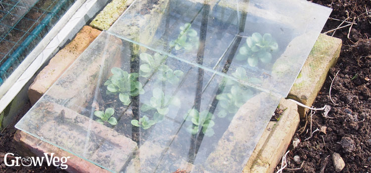 Cold frame
