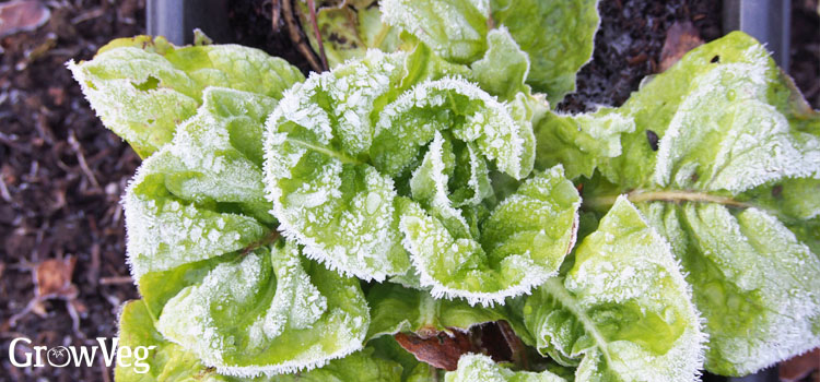 Lettuce