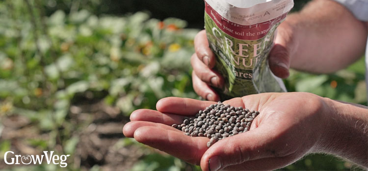 Winter tares seeds