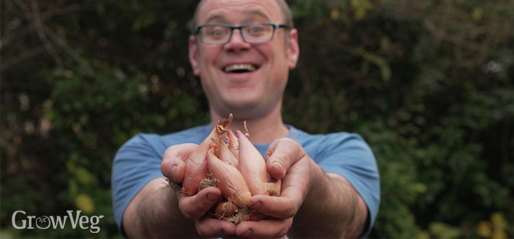 Ben Vanheems with shallots