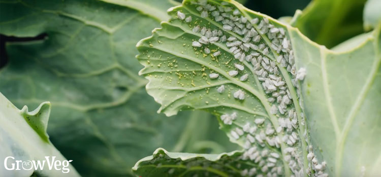 Whitefly
