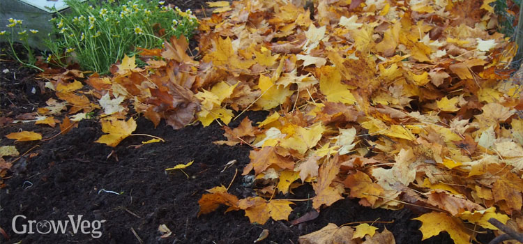 Garden bed mulched with compost and leaves