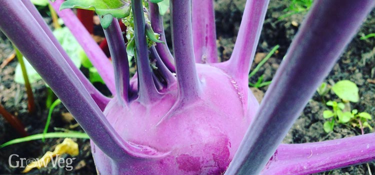 Alien-looking purple kohlrabi