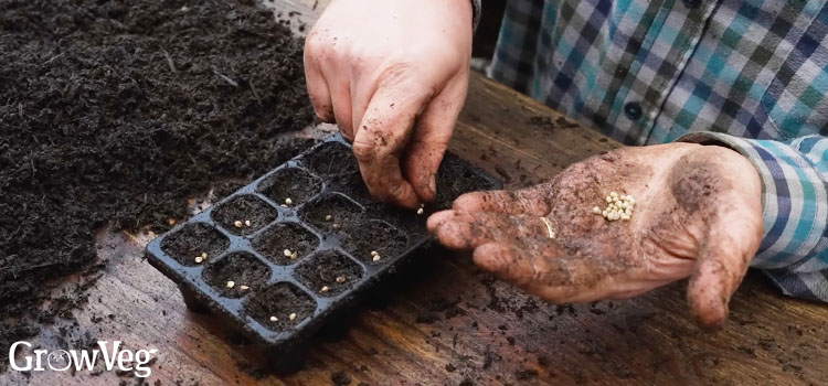 Sowing spinach seeds