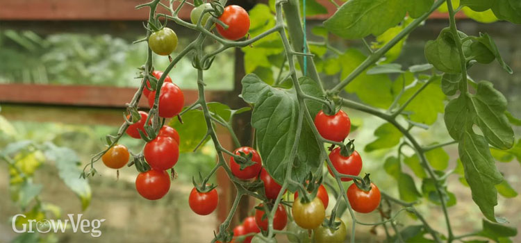 https://gardenplannerwebsites.blob.core.windows.net/blog/sow-in-march-tomatoes-2x.jpg