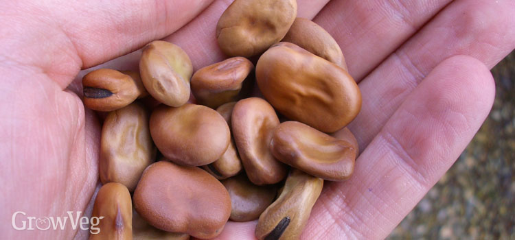Fava bean seeds