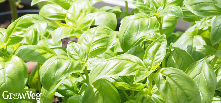 Basil