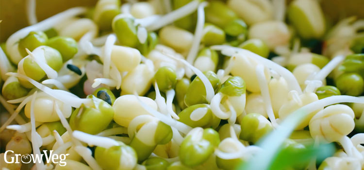 Beansprouts