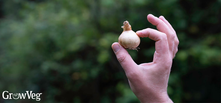 Narcissus bulb