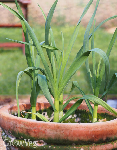 Garlic in a container