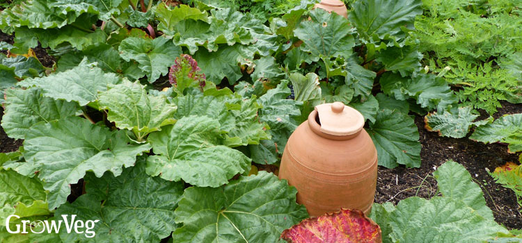 Rhubarb