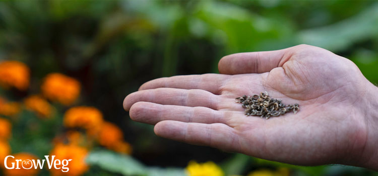 Calendula seeds