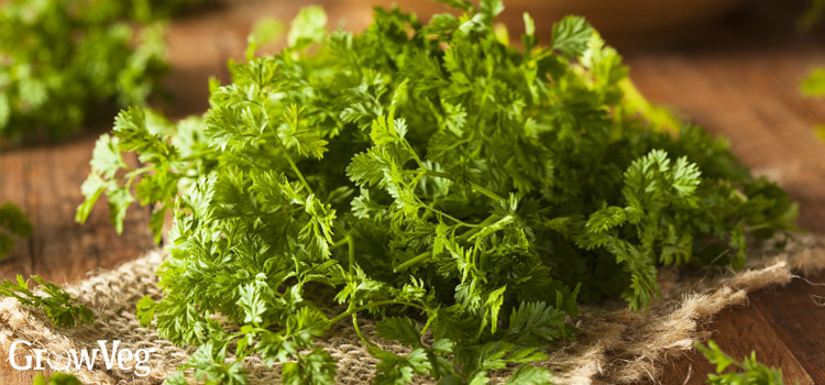 Chervil