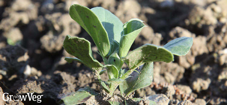 Field beans