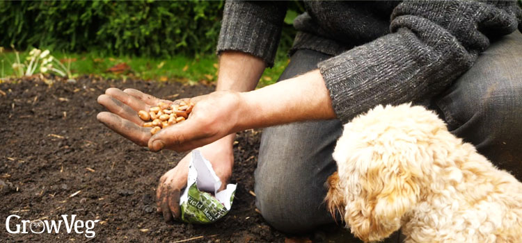 Sowing field beans