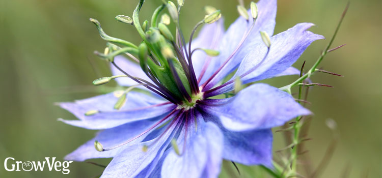 Nigella
