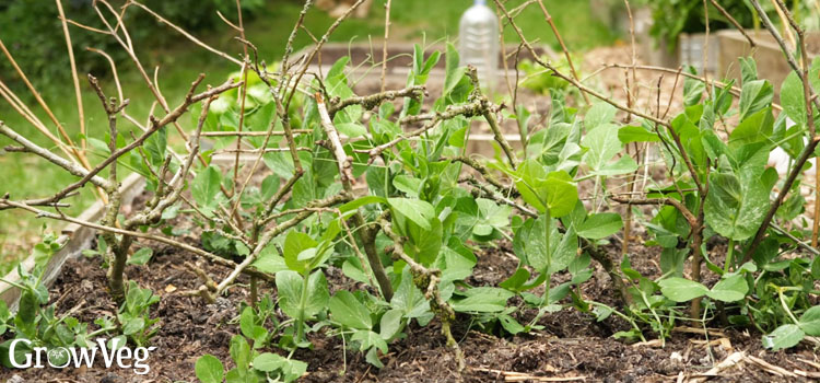 Peas supported by peasticks