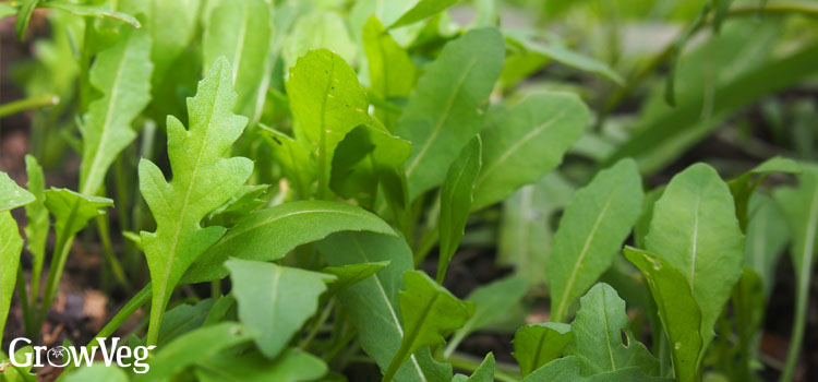 Arugula