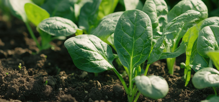 Spinach