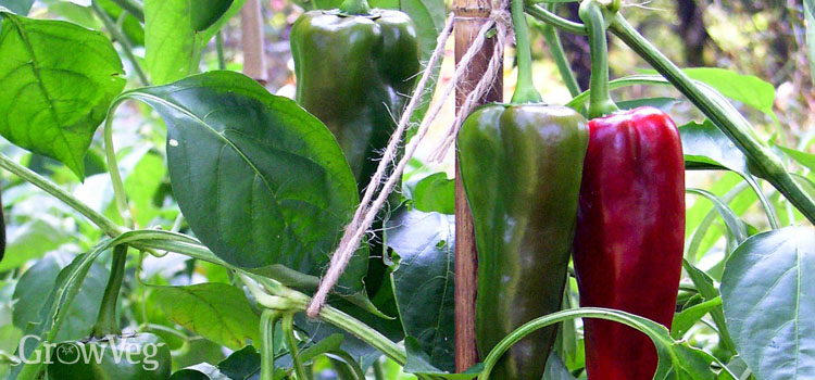 Staked peppers