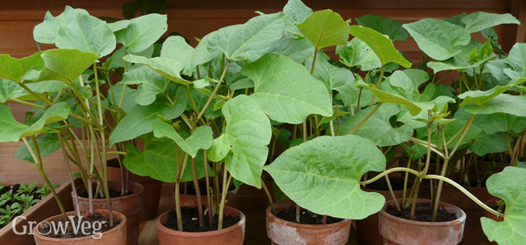 Bean seedlings