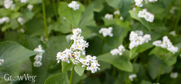 https://gardenplannerwebsites.blob.core.windows.net/blog/summer-cover-crops-buckwheat-blossoms-2x.jpg