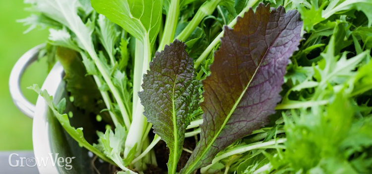 Salad leaves