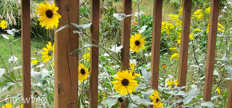 Silverleaf sunflowers