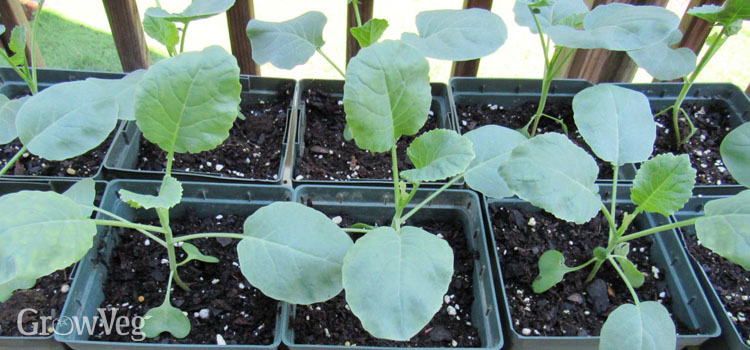 Growing healthy broccoli seedlings