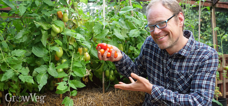 Ben Vanheems with tomatoes