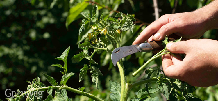 https://gardenplannerwebsites.blob.core.windows.net/blog/tomato-pruning-sideshoots-2x.jpg