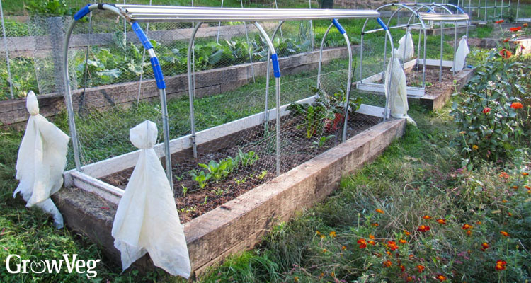 Earwig traps