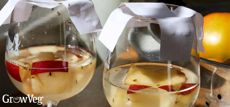 Fruit fly traps