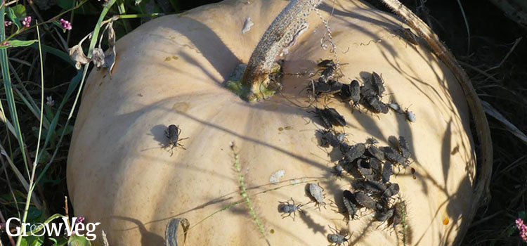 Squash bugs