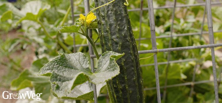 Cucumber on an A-frame