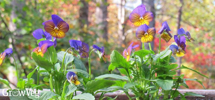 https://gardenplannerwebsites.blob.core.windows.net/blog/viola-purple-yellow-2x.jpg