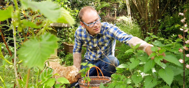 Ben Vanheems harvesting nettles