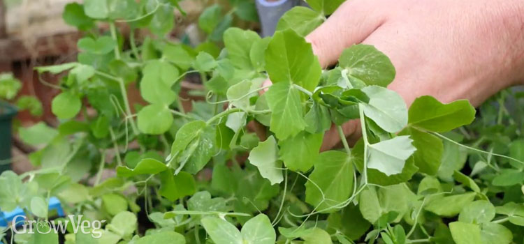 An early crop of pea shoots