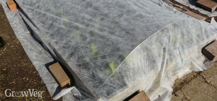 A well-secured cover of horticultural fleece