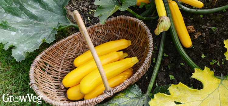 https://gardenplannerwebsites.blob.core.windows.net/blog/yellow-zukes-harvesting-2x.jpg